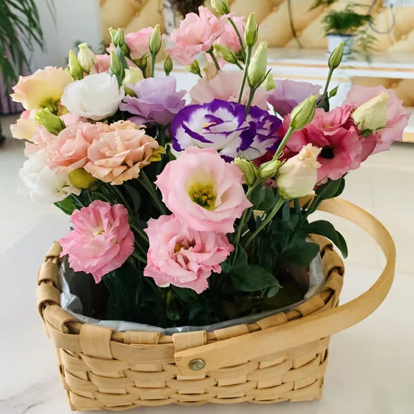 🏆65K+ SOLD!🔥🌺Low-maintenance Lisianthus Flower Seeds🌈TJY