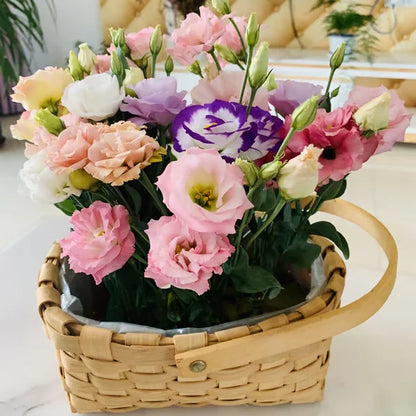 🏆65K+ SOLD!🔥🌺Low-maintenance Lisianthus Flower Seeds🌈TJY