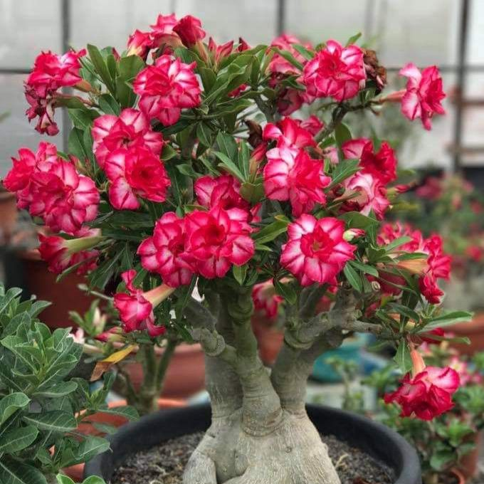 🎁Desert Rose Bulbs🌵Super easy care! 🌸 Adenium Obesum Bulbs - A926