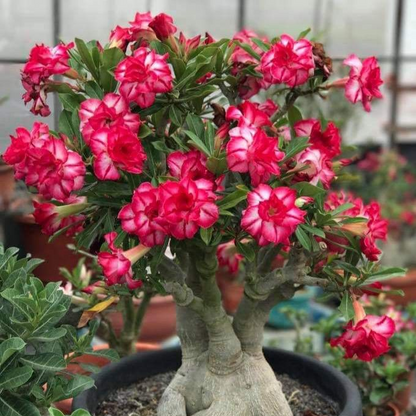 🎁Desert Rose Bulbs🌵Super easy care! 🌸 Adenium Obesum Bulbs - A926