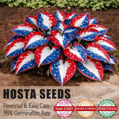 🎉Celebrate America's 250th 🌱Premium Rare Hosta Seeds🌿Shade-Tolerant Plant - GD