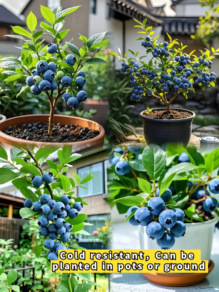 🎉King of Berries🎉 - Giant Blueberry Fruit Seeds - Four Seasons Plants-923