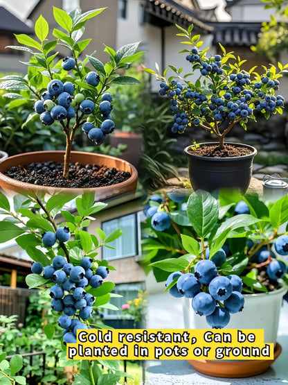 🎉King of Berries🎉 - Giant Blueberry Fruit Seeds - Four Seasons Plants-923