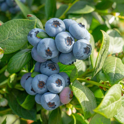 🏆Premium Giant Blueberry Seeds：Easy-to-Grow, High-Yield, Sweet & Juicy Heirloom Variety (Non-GMO) - A926
