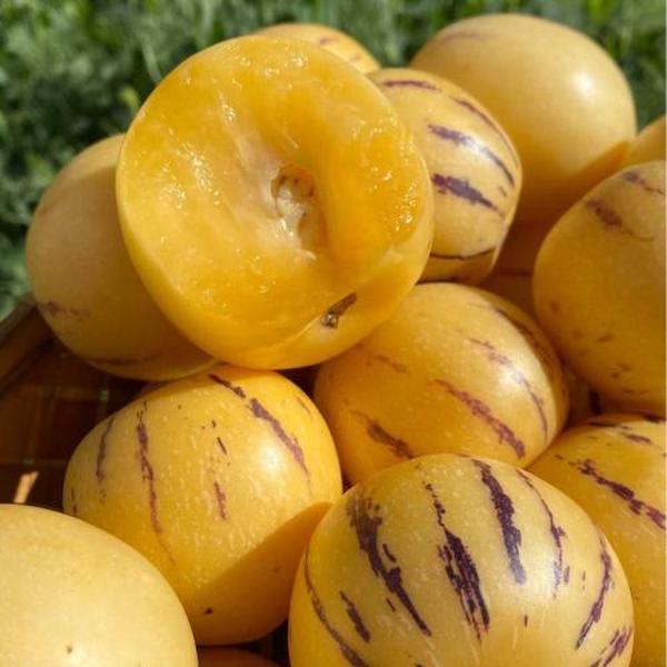 Pepino Melon Seeds for Planting,Sweet Pepino Seeds Non-GMO,Exotic Fruit Seed Heirloom for Outdoor Home Garden-A-923