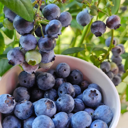 🏆Premium Giant Blueberry Seeds：Easy-to-Grow, High-Yield, Sweet & Juicy Heirloom Variety (Non-GMO) - A926