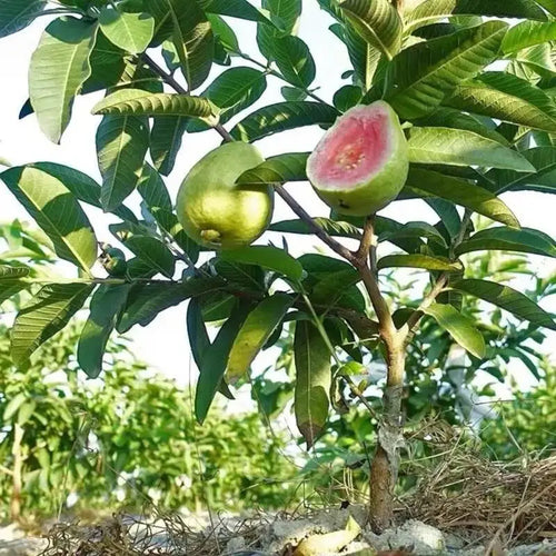 Guava seeds, suitable for potted plants, greenhouses and outdoor gardens, easy-to-cultivate fruit tree seeds.-923