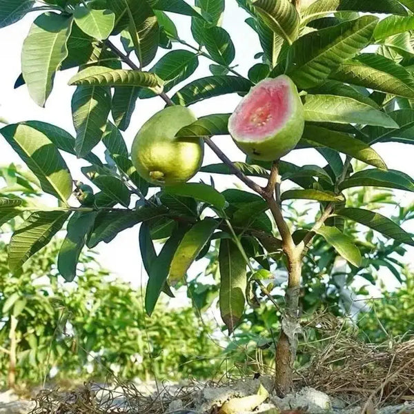Guava seeds, suitable for potted plants, greenhouses and outdoor gardens, easy-to-cultivate fruit tree seeds.-923