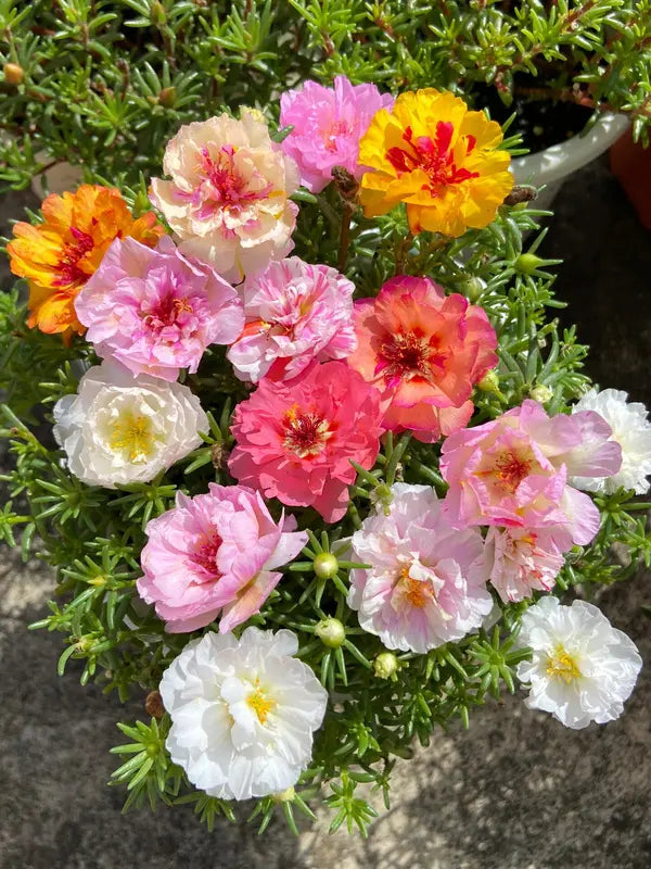 🌸Moss Rose Seeds🌸 – 🌿Perennial Flower Seeds / Large Flowers / Easy to Grow-TJY