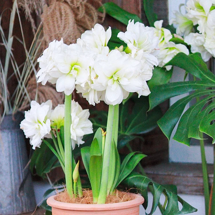 🌸Hot Sale!!🌸 – 🌿Double-Flowered Amaryllis Bulbs / Large Flowers / Easy to Grow-TJY