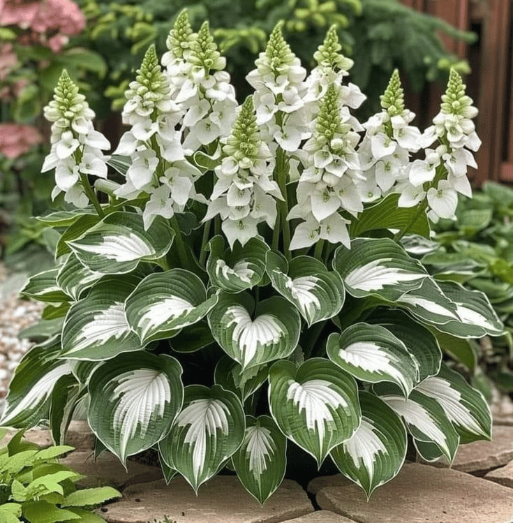 🔥Premium Rare Hosta Seeds💖🔥1 Pack-100 Seeds-GD