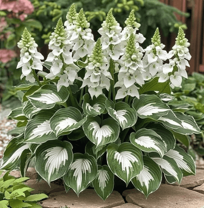 🔥Premium Rare Hosta Seeds💖🔥1 Pack-100 Seeds-GD