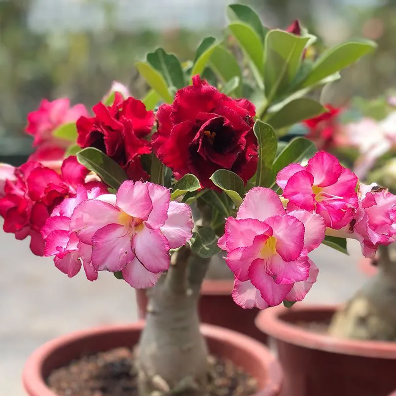 ✨Desert Rose Seeds🌹Heat-Resistant✨-923