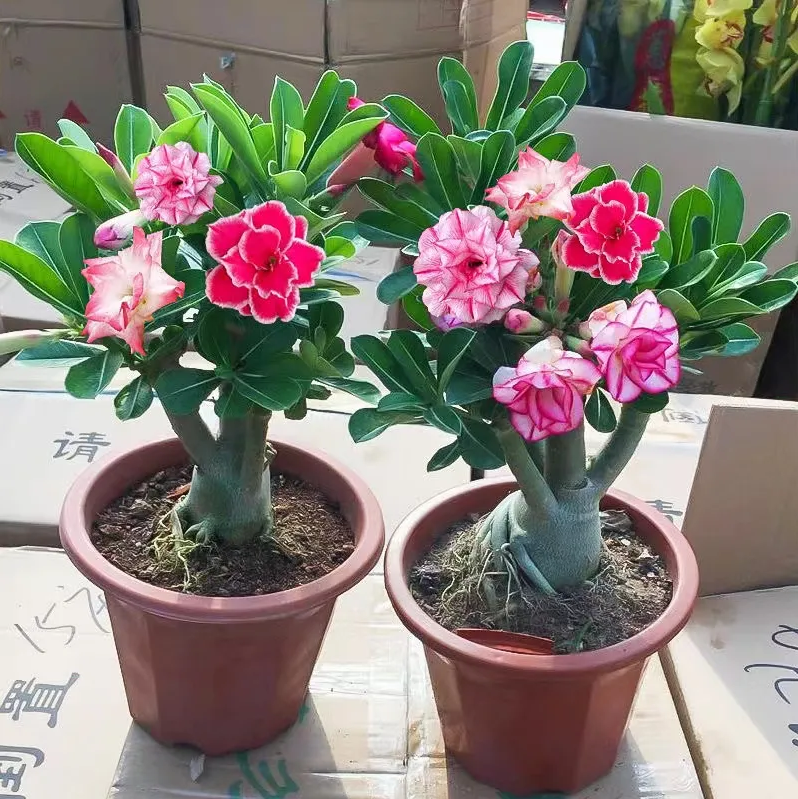✨Desert Rose Seeds🌹Heat-Resistant✨