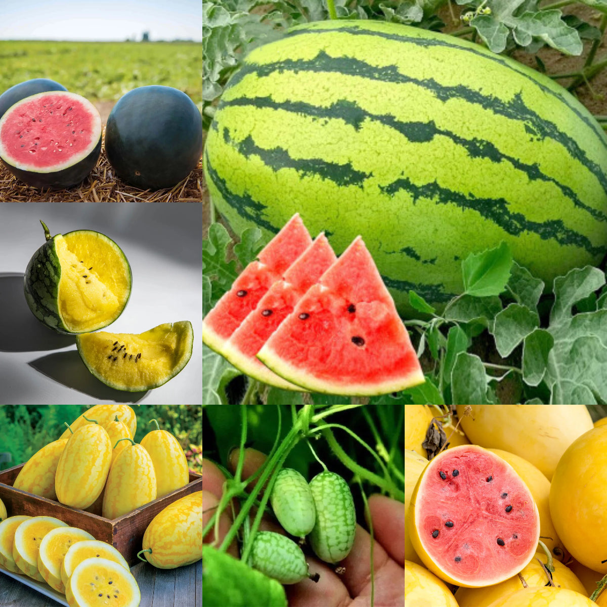 🍉 Lazy Watermelon Seeds
