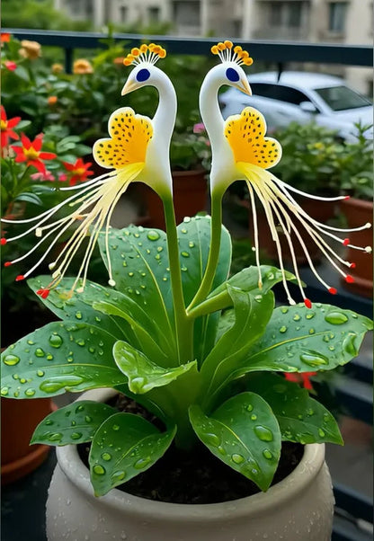🔥Plus que 3 heures : 50 % de réduction sur les graines de fleurs de paon !🌺 Faciles à cultiver