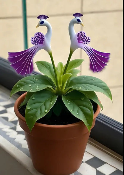 🔥Plus que 3 heures : 50 % de réduction sur les graines de fleurs de paon !🌺 Faciles à cultiver