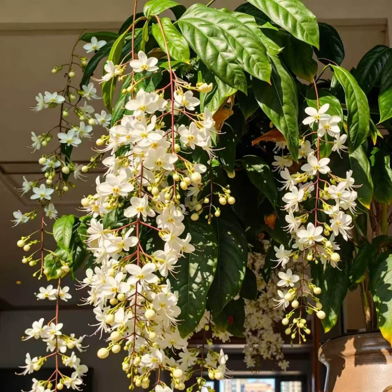 50 Non-GMO Climbing Silver Jasmine Seeds - Aromatic Evergreen, Ideal Decor Choice for Garden & Balcony Fragrant-GD