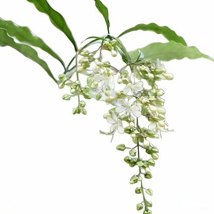 50 Non-GMO Climbing Silver Jasmine Seeds - Aromatic Evergreen, Ideal Decor Choice for Garden & Balcony Fragrant-GD