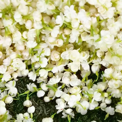 50 Non-GMO Climbing Silver Jasmine Seeds - Aromatic Evergreen, Ideal Decor Choice for Garden & Balcony Fragrant-GD