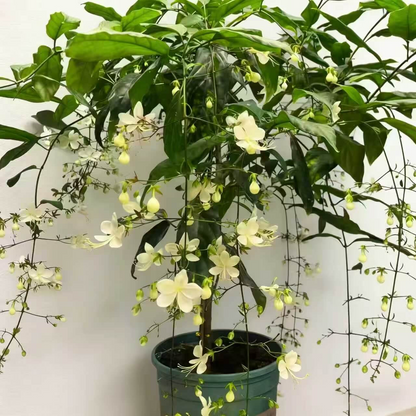 50 Non-GMO Climbing Silver Jasmine Seeds - Aromatic Evergreen, Ideal Decor Choice for Garden & Balcony Fragrant-GD