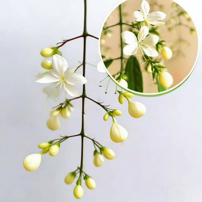 50 Non-GMO Climbing Silver Jasmine Seeds - Aromatic Evergreen, Ideal Decor Choice for Garden & Balcony Fragrant-GD