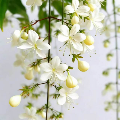50 Non-GMO Climbing Silver Jasmine Seeds - Aromatic Evergreen, Ideal Decor Choice for Garden & Balcony Fragrant-GD