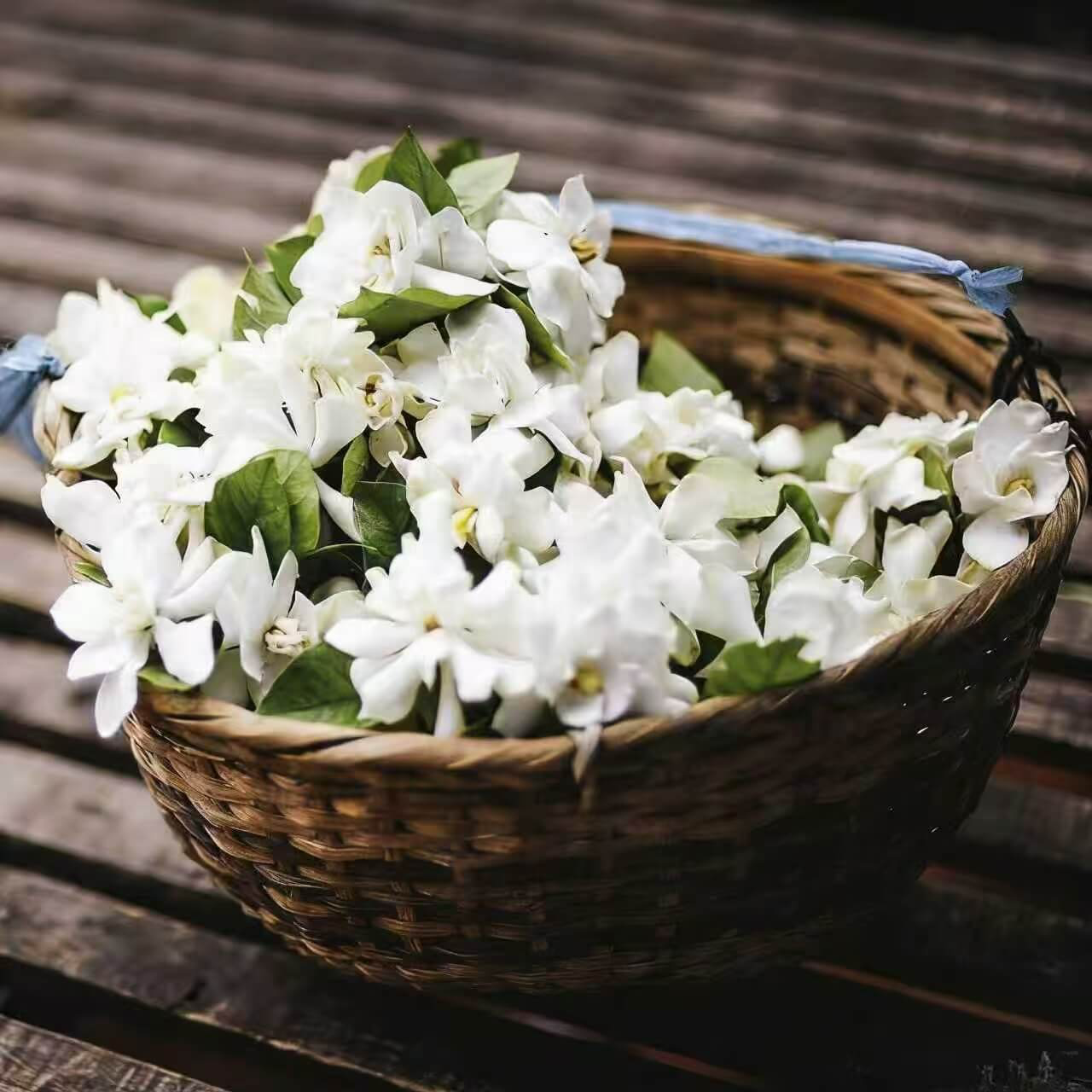 50 Non-GMO Climbing Silver Jasmine Seeds - Aromatic Evergreen, Ideal Decor Choice for Garden & Balcony Fragrant-GD