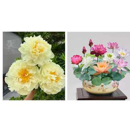 🔥LAST DAY 45% OFF🌺THE QUEEN OF FLOWERS—DOUBLE PETALED PIANI-923
