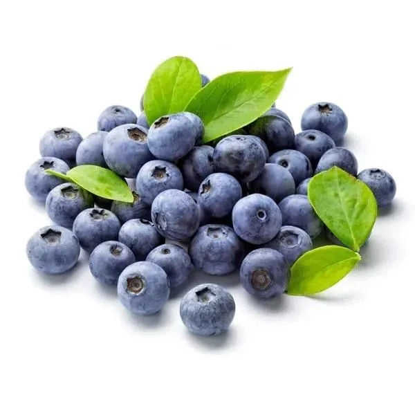 🎉King of Berries🎉 - Giant Blueberry Fruit Seeds - Four Seasons Plants-923