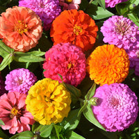BUY 2 GET 1 FREE（900 SEED）