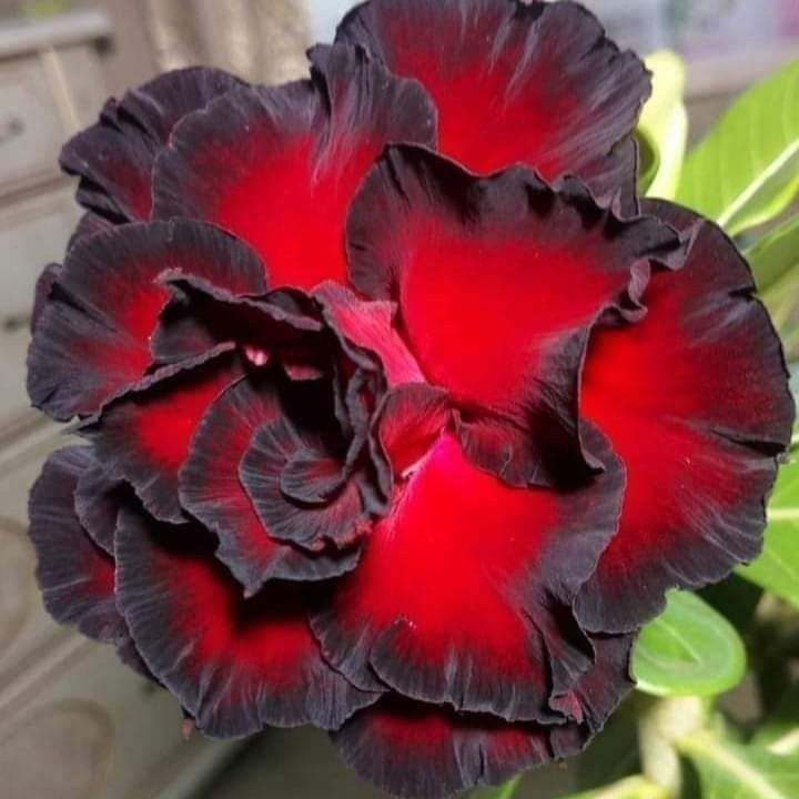 🎁Desert Rose Bulbs🌵Super easy care! 🌸 Adenium Obesum Bulbs - A926