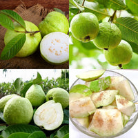 Pearl Guava🔥200 seeds