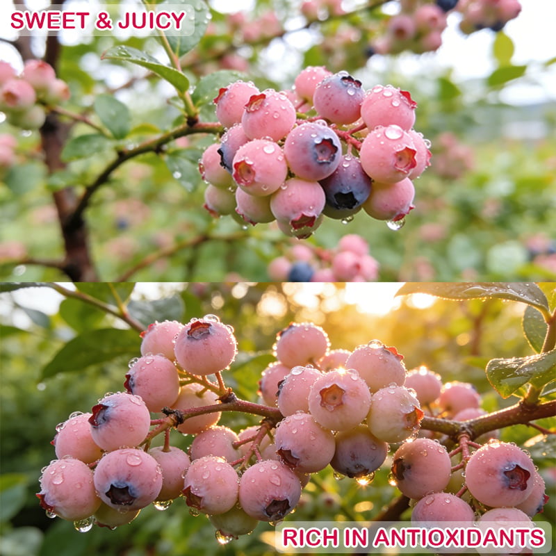 💟Premium Pink Blueberry Seeds-ABB8