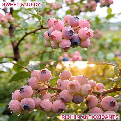 💟Premium Pink Blueberry Seeds-ABB8
