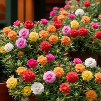 1 PCS (200 Purslane Seeds)