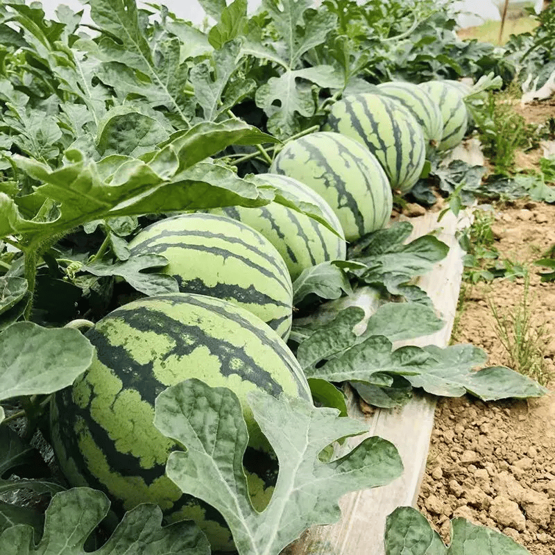🍉50/100PCS Heirloom Non-GMO Watermelon Seeds – Easy-Grow “Lazy Man” Variety, Sweet & Nutritious, Replant Every Year🌱-923