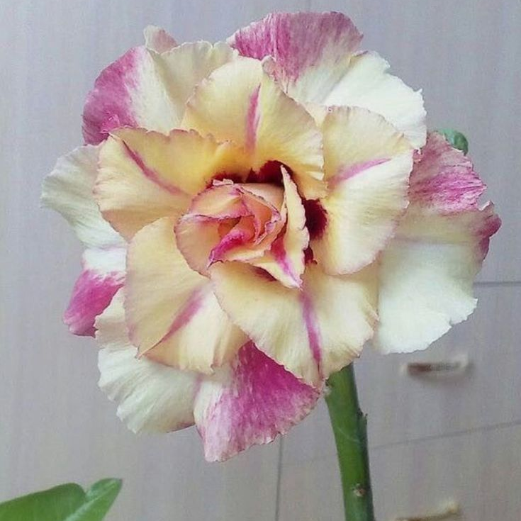 🎁Desert Rose Bulbs🌵Super easy care! 🌸 Adenium Obesum Bulbs - A926