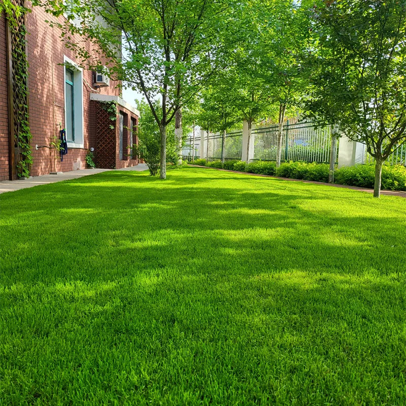 🌱 Evergreen dwarf grass seed for four seasons | Create your perfect lawn here-W18