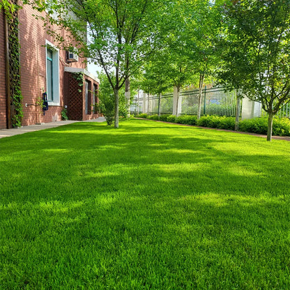 🌱 Evergreen dwarf grass seed for four seasons | Create your perfect lawn here-W18