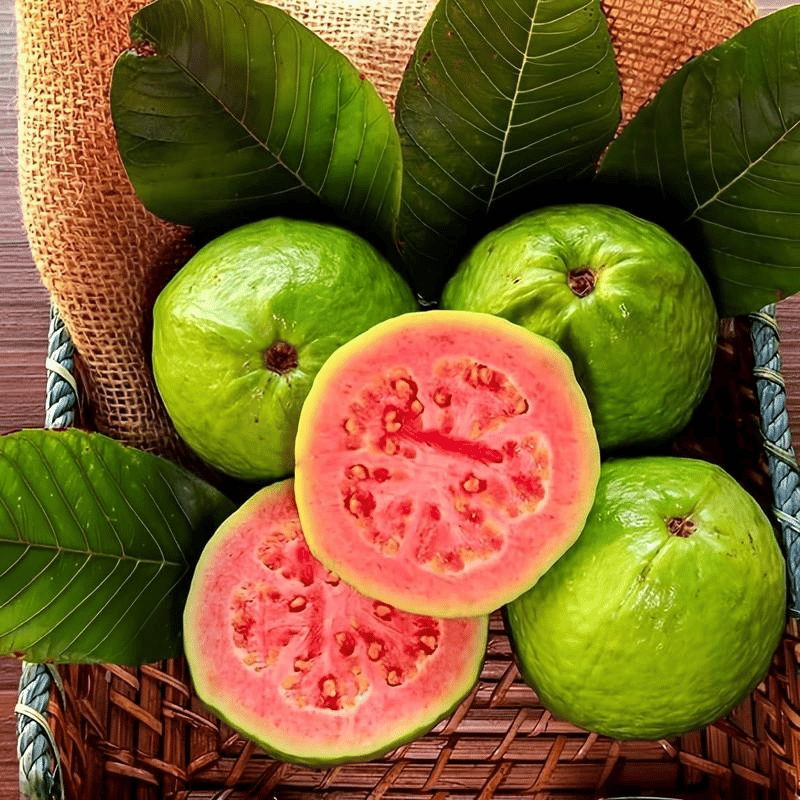 🔥 (New Harvest) Organic Pink Guava Seeds | 🌿Pre-Primed for High Germination (99% Germination)-XA