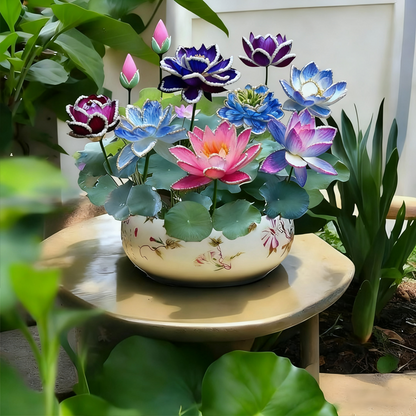 💮Midnight Purple Lotus Seeds-A-923