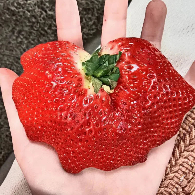 🏆75K+ SOLD! Rare Giant Strawberry Seeds 🍓 Grow Huge, Easy to grow-TJY