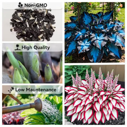🔥Premium Rare Hosta Seeds💖🔥1 Pack-100 Seeds-GD