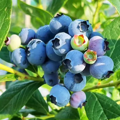 🎉King of Berries🎉 - Giant Blueberry Fruit Seeds - Four Seasons Plants-923