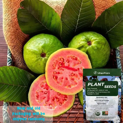 Guava seeds, suitable for potted plants, greenhouses and outdoor gardens, easy-to-cultivate fruit tree seeds.-923