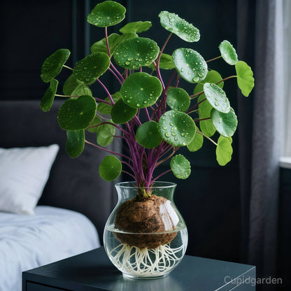 🎈🪴Red rattan Stephania Erecta: The strongest houseplant for lazy people🌿-923