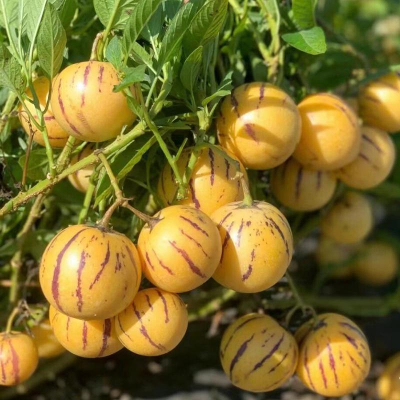 Pepino Melon Seeds for Planting,Sweet Pepino Seeds Non-GMO,Exotic Fruit Seed Heirloom for Outdoor Home Garden-A-923