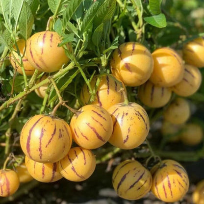 Pepino Melon Seeds for Planting,Sweet Pepino Seeds Non-GMO,Exotic Fruit Seed Heirloom for Outdoor Home Garden-A-923