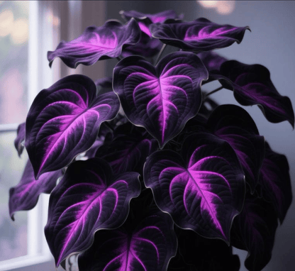 🍃 Rare Hosta seeds, ideal for perennial shade garden ornamental foliage, suitable for outdoor landscaping🌿-923